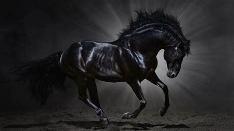 wallpaper horse pictures|black horse pictures wallpaper free.